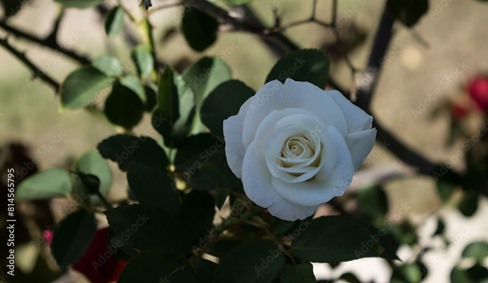 Wall mural White rose in full bloom surrounded by green leaves