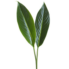 Peace lily leaf elongated oval leaf with glossy dark green surface and white midrib Spathiphyllum