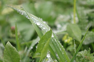 Grass covered with morning dew.