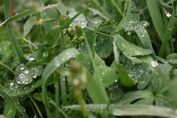 Grass covered with morning dew.