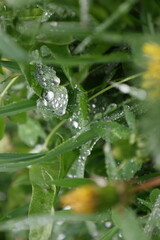 Grass covered with morning dew.