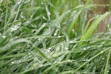 Grass covered with morning dew.