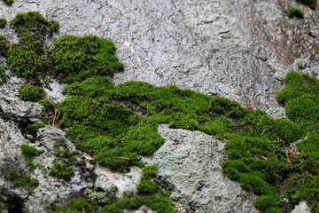 Wet green moss on a stone.
