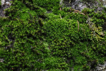 
Wet green moss on a stone.