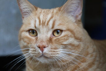 Red cat with orange eyes.
Shot with a long lens