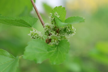 Inflorescence of grapes.
Shot with a long lens