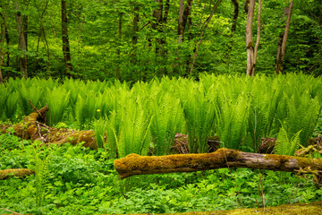 Spring scene with fresh green fern in Gauja National Park in Sigulda in Latvia in May