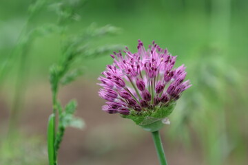 Clover flower.
Shot with a long lens.