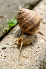 snail macro on the asphalt