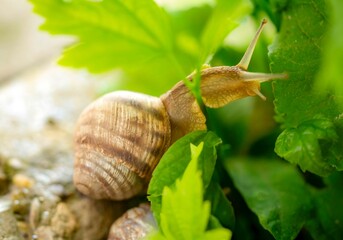 brown snail in the grass