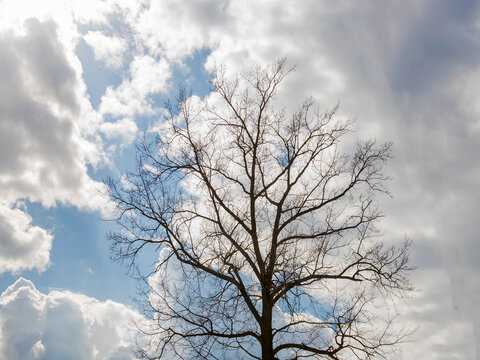 Contour of a tree without leaves against the sky with clouds