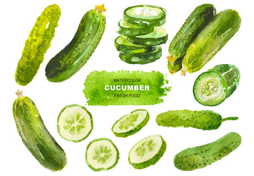 Watercolor painted cucumber clipart. Hand drawn fresh food design elements isolated on transparent background.