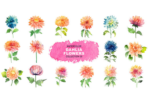 Watercolor painted style - dahlia flowers clipart isolated on transparent background. Created using Generative AI.