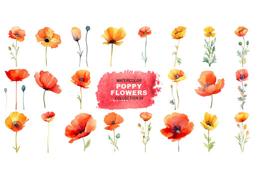 Watercolor painted style - poppy flowers clipart isolated on transparent background. Created using Generative AI.