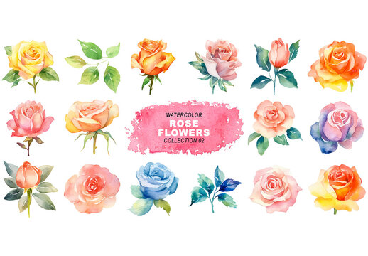 Watercolor painted style - rose flowers clipart isolated on transparent background. Created using Generative AI.