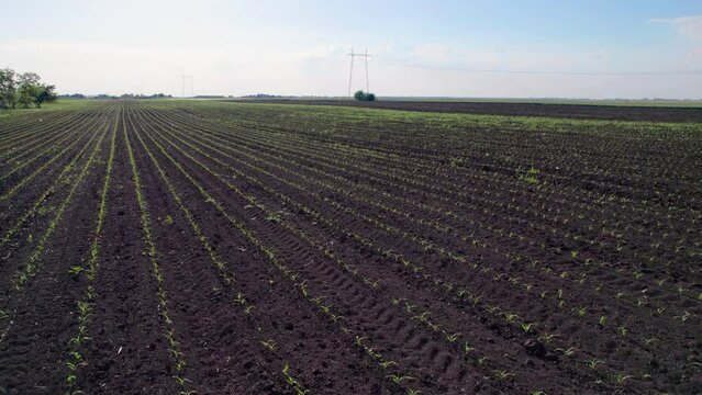 Drone shot capturing rows of young green corn plants in a cornfield.