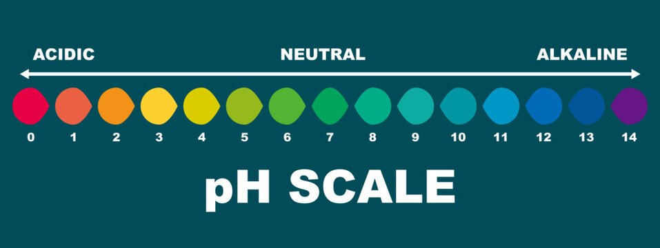 pH value scale chart for acid-alkaline solution. PH scale science design vector illustration. Colorful graph for test. Chart for the Acidic Neutral and Alkaline pH of various liquids and solvent. PH