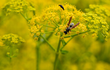 Detailed close-up of colorful yellow and black wasp wasp Philanthus triangulum sitting on plant