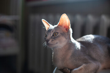 Abyssinian blue cat lying in sun. Beautiful cat with big ears basking in sun. Image in low key....