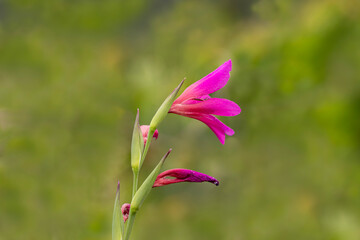Wild Gladiolus illyricus flowers growing in the natural environment on Nif Mountain, Izmir.