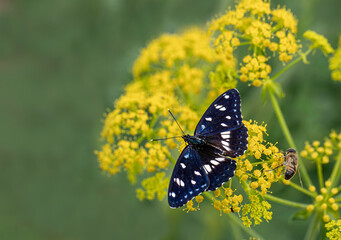Feeding on Yellow Fennel Flower (Foeniculum vulgare).Mediterranean Honeysuckle Butterfly (Limenitis reducta)