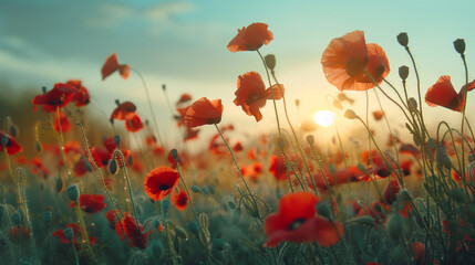 Red Poppies in a Field at Sunset