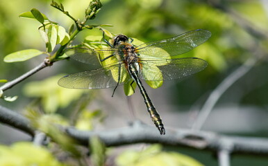 dragonfly on a branch