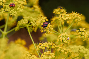 Striped Carrot Bedbug (Graphosoma semipunctatum) feeding on Yellow Fennel Flower (Foeniculum...