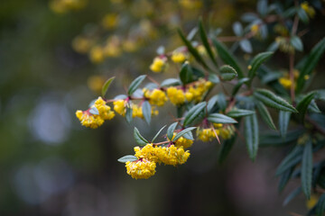 Flowering branch of Berberis julianae C.K. Schneid. (family Berberidaceae). Yellow spring barberry flowers background.