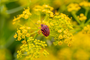 Striped Carrot Bedbug (Graphosoma semipunctatum) feeding on Yellow Fennel Flower (Foeniculum...