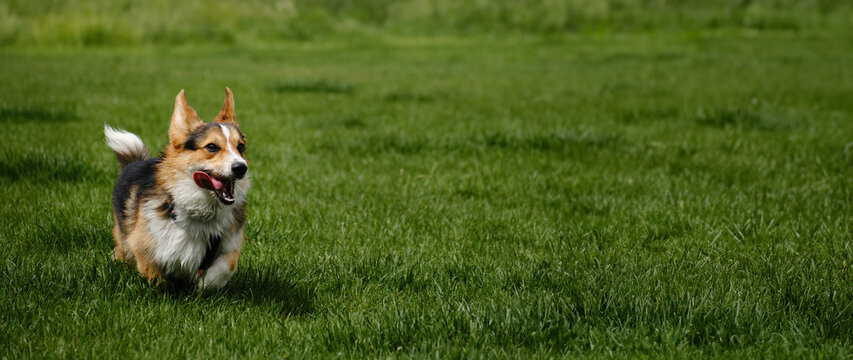 Charming Welsh corgi Pembroke tricolor walks in the spring park, running merrily on the green grass. A carefree and happy pet life. A dog with a funny face in motion. Banner with copy space.