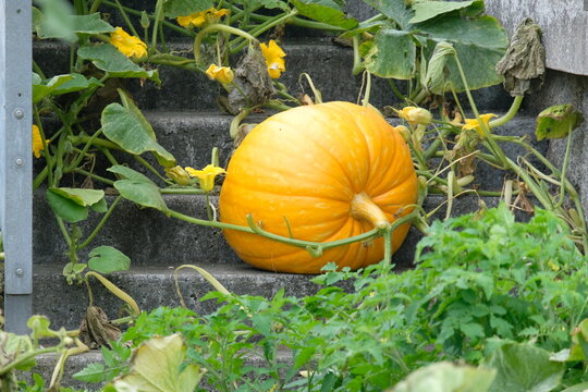 grosse citrouille .