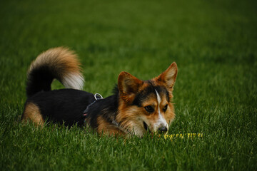 Charming Welsh corgi Pembroke tricolor walks in the spring park, relaxing lying down in the green...