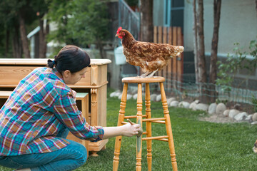Woman painting a wooden furniture with her hen on the farm. DIY, working together concept.