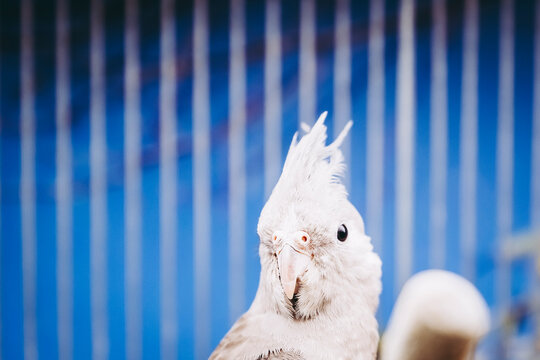 Portrait d'une petite perruche dans sa cage - Animal de compagnie