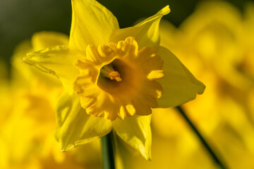 A bunch of yellow flowers with a blurry background. The flowers are in full bloom and are the main focus of the image.