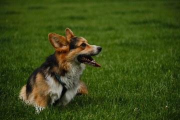 Charming Welsh corgi Pembroke tricolor walks in the spring park, relaxing sitting in the green grass. A carefree and happy pet life.
