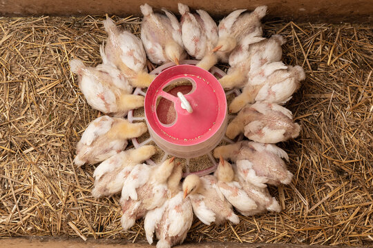 White broiler Chicken at the poultry farm, small broiler chickens, feeding, poultry breeding, chicken meat
