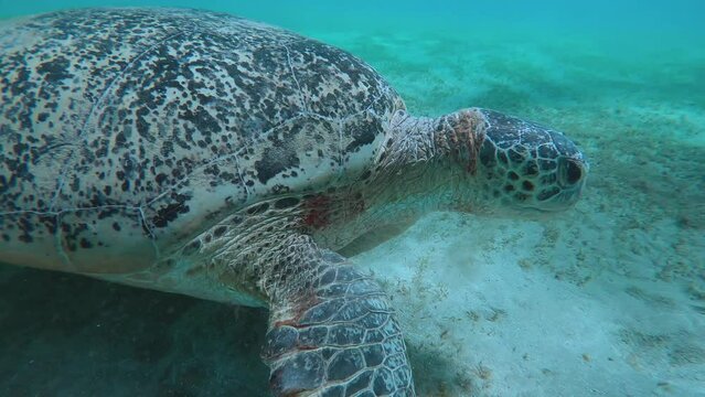 Close-up of Sea turtle slowly moving along seabed chewing sea grass, Slow motion. Great Green Sea Turtle (Chelonia mydas)