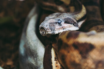 Portrait d'un magnifique boa constricteur	