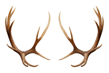 Ethereal Antlers Gracefully Embracing White Space. On a White or Clear Surface PNG Transparent Background.