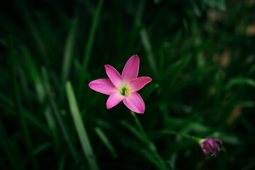 Fototapeta premium pink and yellow flower​ cambodia Flower 