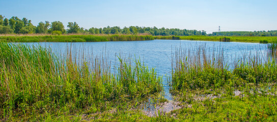 Obraz premium he edge of a lake with reed in wetland in springtime, Almere, Flevoland, The Netherlands, May 13, 2024