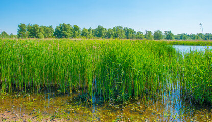 he edge of a lake with reed in wetland in springtime, Almere, Flevoland, The Netherlands, May 13, 2024