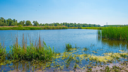 he edge of a lake with reed in wetland in springtime, Almere, Flevoland, The Netherlands, May 13, 2024