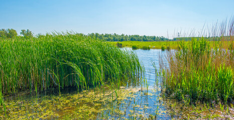 he edge of a lake with reed in wetland in springtime, Almere, Flevoland, The Netherlands, May 13, 2024