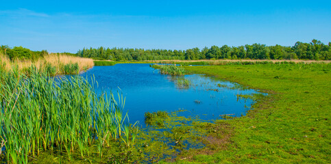 he edge of a lake with reed in wetland in springtime, Almere, Flevoland, The Netherlands, May 13, 2024