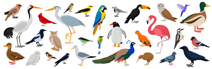 Birds big set. Bright flying characters, wildlife and exotic animals. Fauna species with woodpecker, flamingo, goose