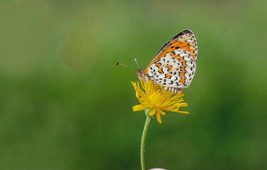 Beautiful Iparhan butterfly (Melitaea syriaca) on the plant