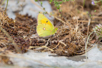 Eastern Magnificence butterfly (Colias erate)